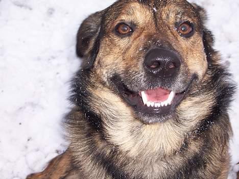 Blanding af racer Tiger - Hej, det er så mig der er Tiger..vov vov billede 2