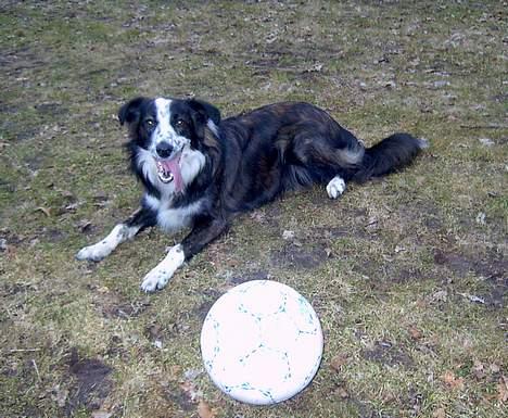 Border collie Fie (forældres) billede 13
