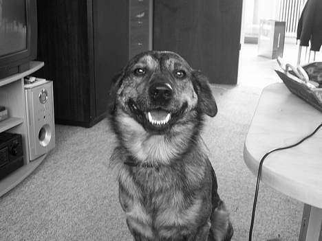 Blanding af racer Tiger - smil, du er på. billede 3