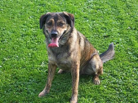 Blanding af racer Tiger - PUHA, det er hårdt at spille fodbold med mor og far. billede 4