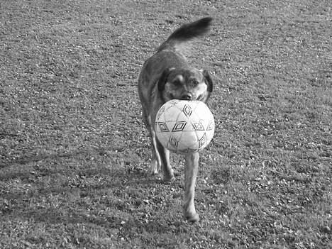 Blanding af racer Tiger - Jeg fik den først. billede 5