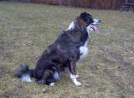 Border collie Fie (forældres) billede 14