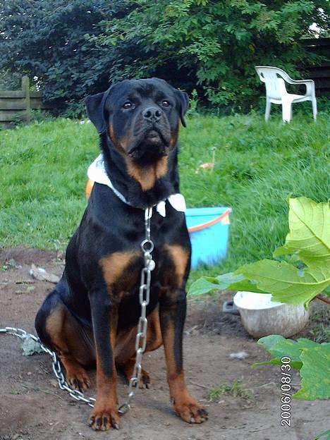 Rottweiler Asterix billede 9