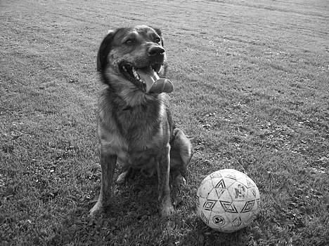 Blanding af racer Tiger - jeg passer ligeså godt på min bold som jeg passer på min familie. billede 6