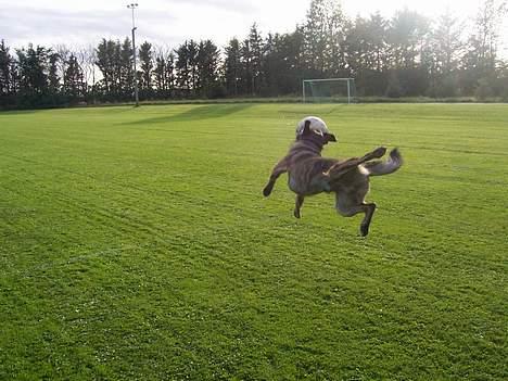 Blanding af racer Tiger - EXTREM SPORT billede 7