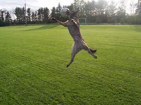 Blanding af racer Tiger - JUMP, (jeg er altså ikke springerspaniel) billede 8