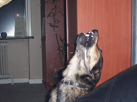 Blanding af racer Tiger - oooouuuuuuuu, jeg er farlig..... billede 9