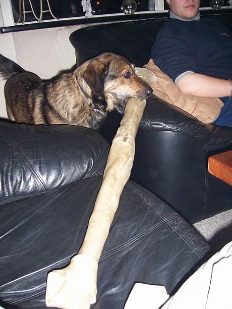 Blanding af racer Tiger - Min julegave fra mor og far billede 10