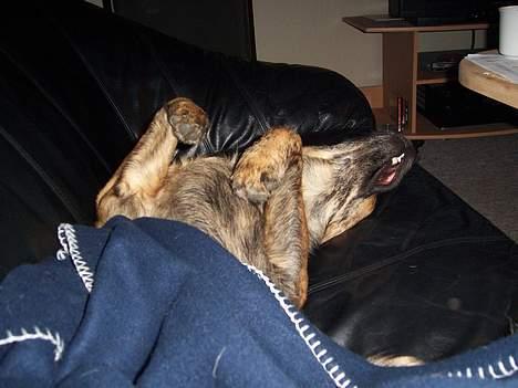 Blanding af racer Tiger - Snuppede lige fars plads i sofaen.. hihi billede 11