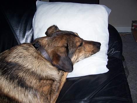 Blanding af racer Tiger - Tog også lige mors hovedpude, hehe billede 12