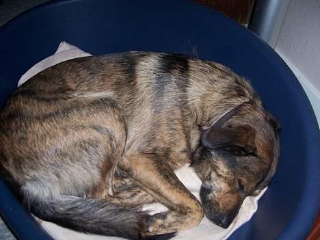 Blanding af racer Tiger - Og så blev jeg sendt ned i min egen kurv. ØV billede 13