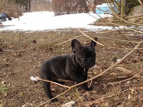 Fransk bulldog Fie billede 1