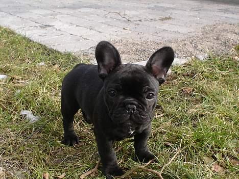 Fransk bulldog Fie billede 2