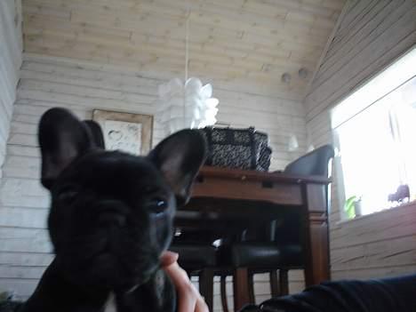 Fransk bulldog Fie billede 3