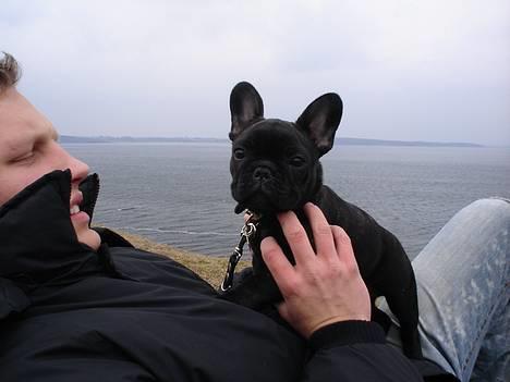 Fransk bulldog Fie billede 4