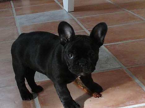 Fransk bulldog Fie billede 5