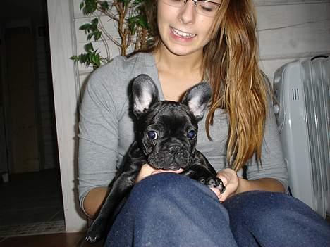 Fransk bulldog Fie billede 6