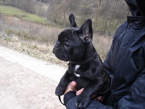 Fransk bulldog Fie billede 7