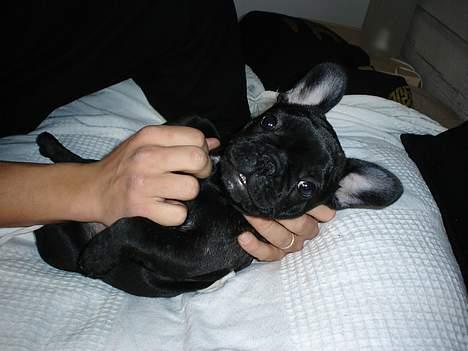 Fransk bulldog Fie billede 8