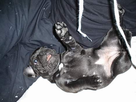 Fransk bulldog Fie billede 9