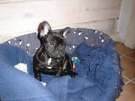 Fransk bulldog Fie billede 10