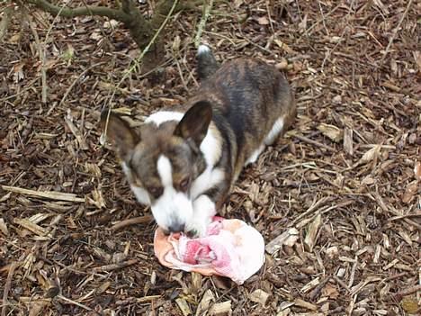 Welsh corgi cardigan Faarup Xray billede 8