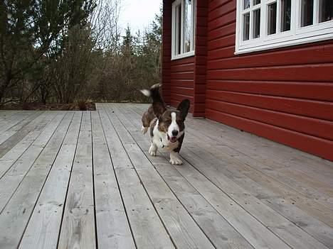 Welsh corgi cardigan Faarup Xray billede 9