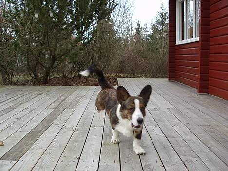 Welsh corgi cardigan Faarup Xray billede 10