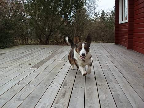 Welsh corgi cardigan Faarup Xray billede 11