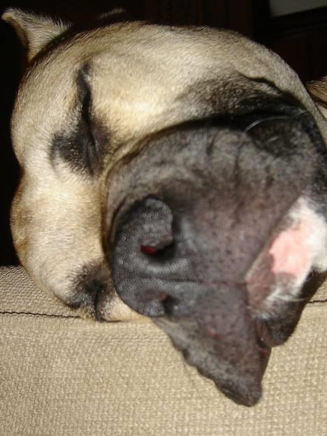 Blanding af racer Diago - Er helt færdig, efter en lang tur ved Bagsvær sø.... griner billede 9