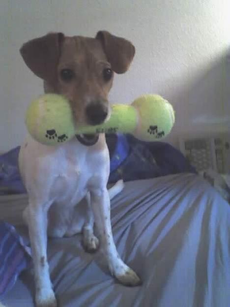 Blanding af racer Sille - Se hvor fint jeg sidder med min yndlingsbold, selv om den er lidt stor, er det kun den der duer... billede 7