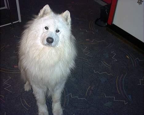 Samojedhund samtrail born Nuuk *R.I.B - hey billede 7