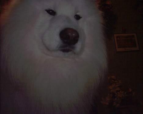 Samojedhund samtrail born Nuuk *R.I.B - .... Søvnin..... billede 8