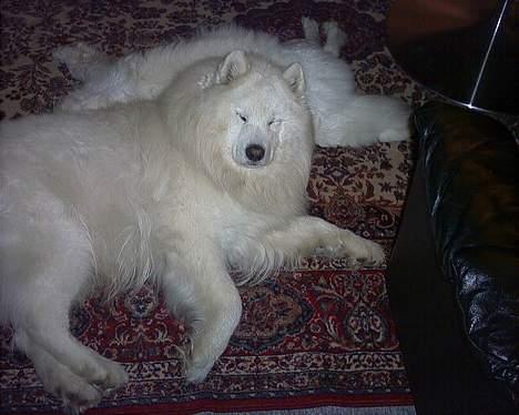 Samojedhund samtrail born Nuuk *R.I.B - ZZzzZZ billede 9