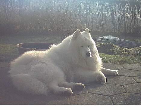 Samojedhund samtrail born Nuuk *R.I.B - ..... ZZzzZZ meget søvning billede 10