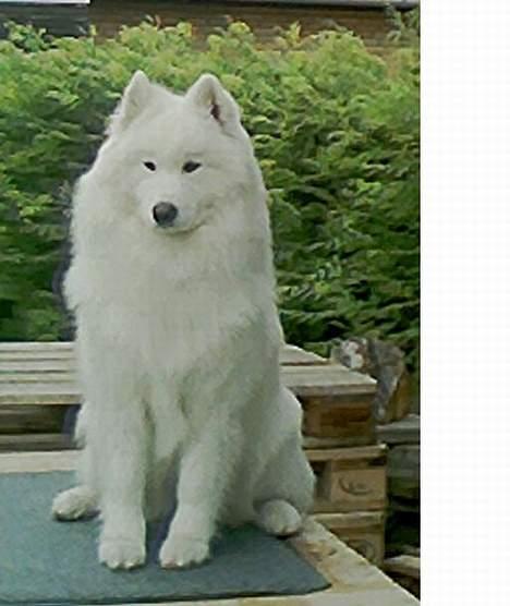 Samojedhund samtrail born Nuuk *R.I.B - flot flot billede 11