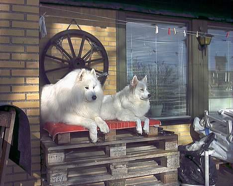 Samojedhund samtrail born Nuuk *R.I.B - hvor er i søde billede 12