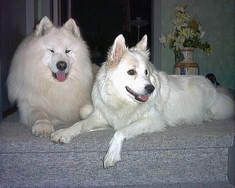 Samojedhund samtrail born Nuuk *R.I.B - Hey billede 14