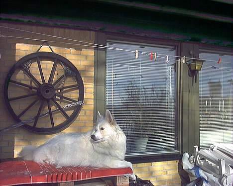 Samojedhund Lady *R.I.B:'( billede 7