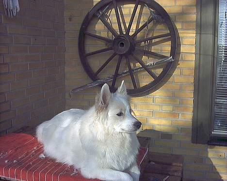 Samojedhund Lady *R.I.B:'( billede 8