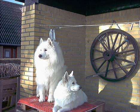 Samojedhund Lady *R.I.B:'( billede 9