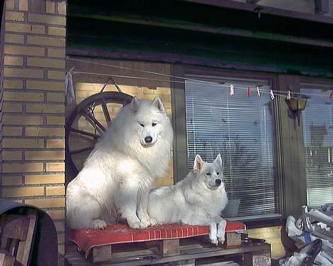 Samojedhund Lady *R.I.B:'( billede 10