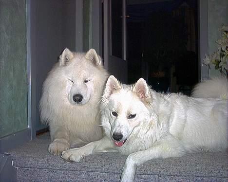 Samojedhund Lady *R.I.B:'( billede 11