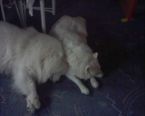 Samojedhund Lady *R.I.B:'( billede 12