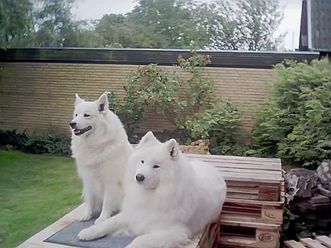 Samojedhund Lady *R.I.B:'( billede 13