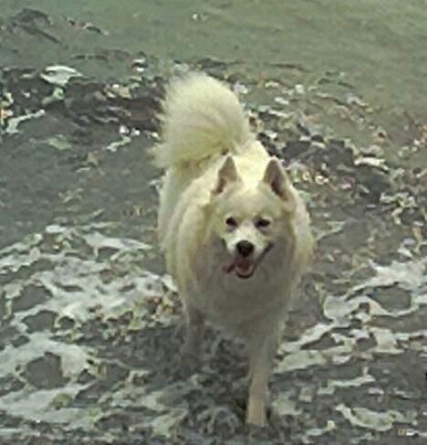 Samojedhund Lady *R.I.B:'( billede 14