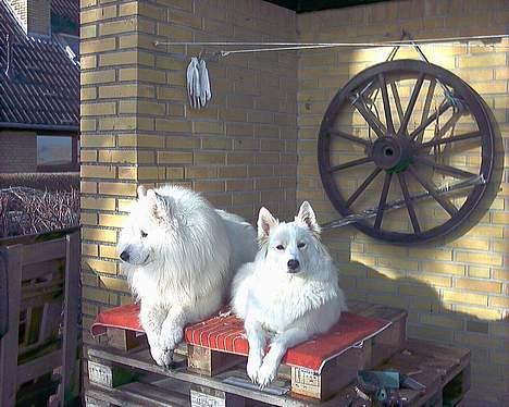 Samojedhund Lady *R.I.B:'( billede 15