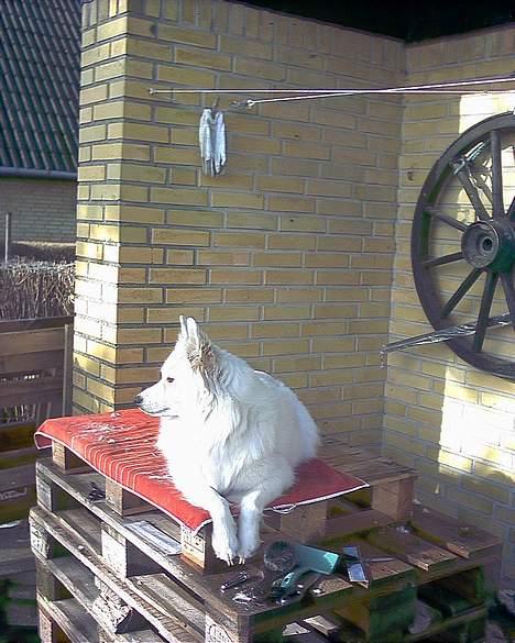 Samojedhund Lady *R.I.B:'( billede 16