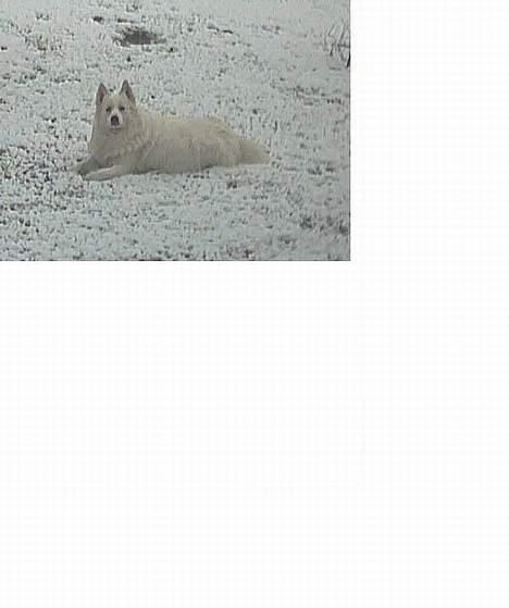 Samojedhund Lady *R.I.B:'( billede 17