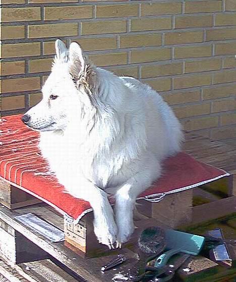 Samojedhund Lady *R.I.B:'( billede 18